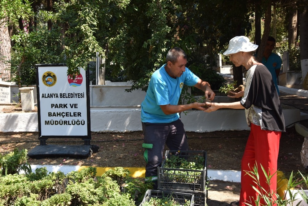 Alanya Belediyesi mezarlıklarda 44 bin 220 adet ücretsiz çiçek dağıtacak