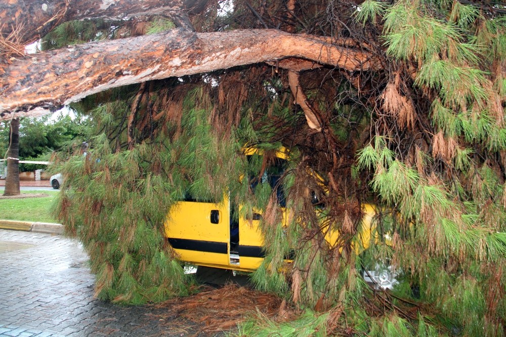 Yağmura dayanamayan dev ağaç taksinin üzerine devrildi