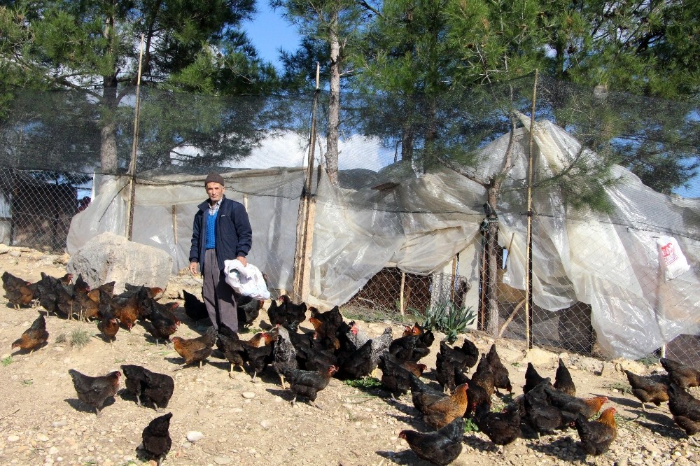 Son maaşı ile 100 tavuk alıp çiftlik kurdu, talebe yetişemiyor