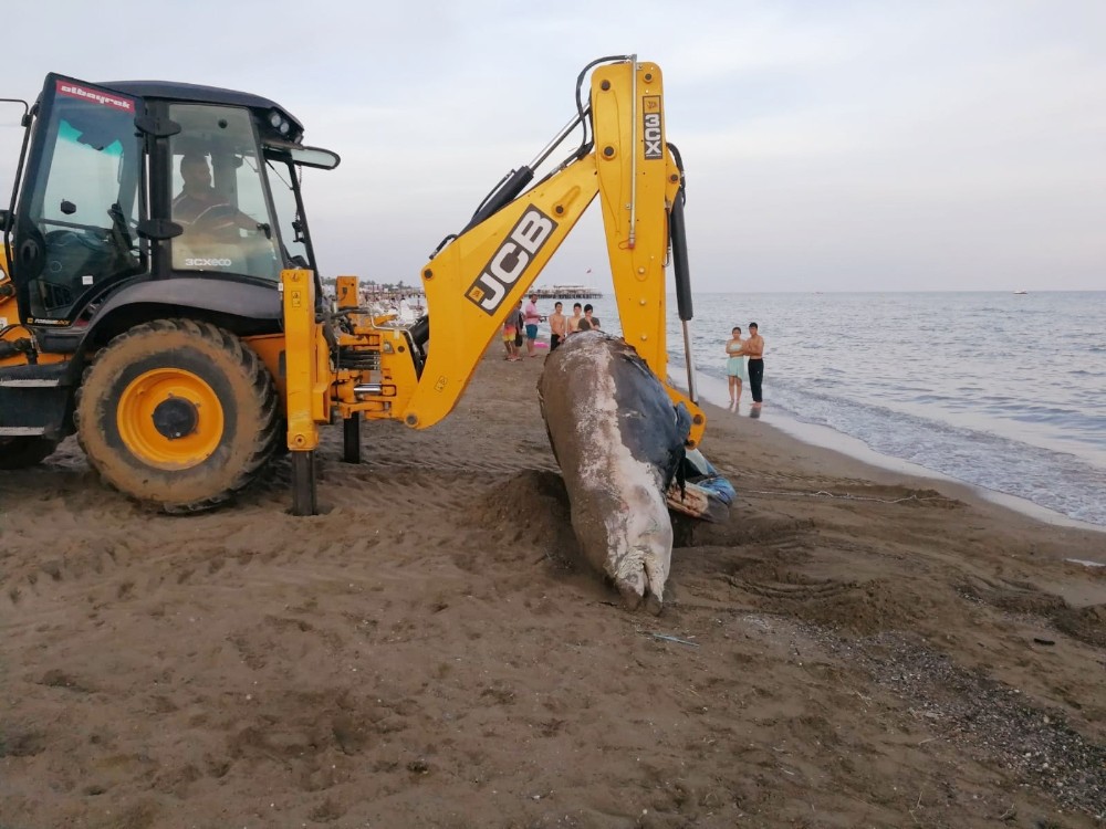 Plaja 4 metrelik balina ölüsü vurdu