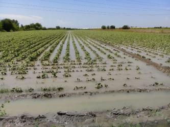 Antalya’da şiddetli yağmur pamuk tarlalarını göle çevirdi