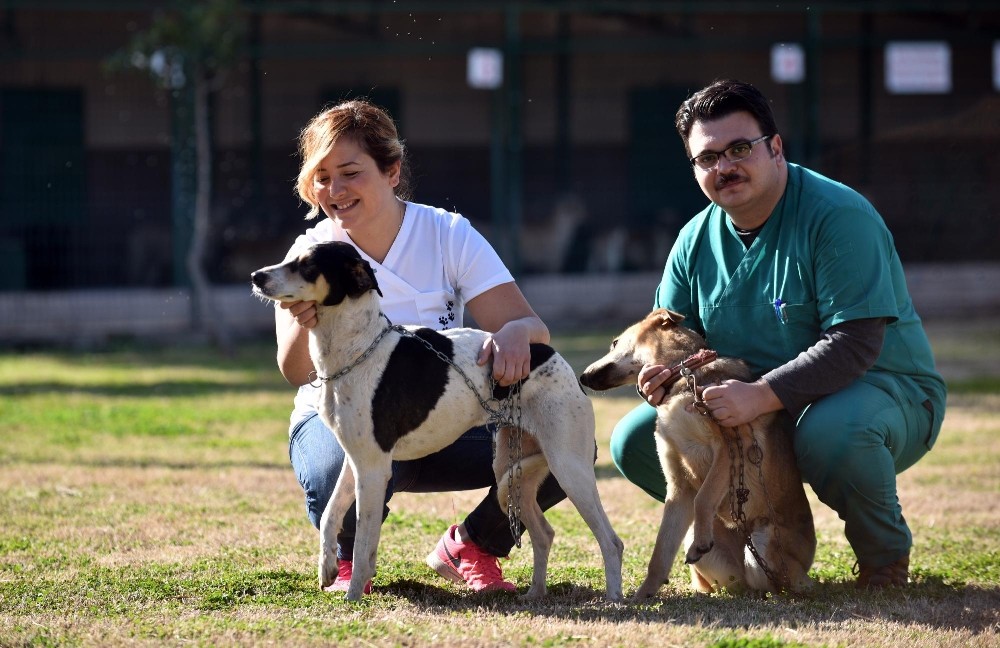 Kepez Belediyesi sokak hayvanlarına sahip çıkıyor