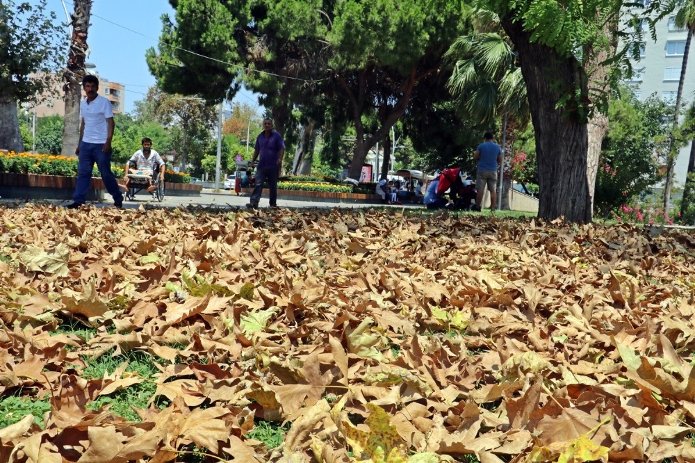 Antalya’da aşırı sıcakla gelen sonbahar görünümü