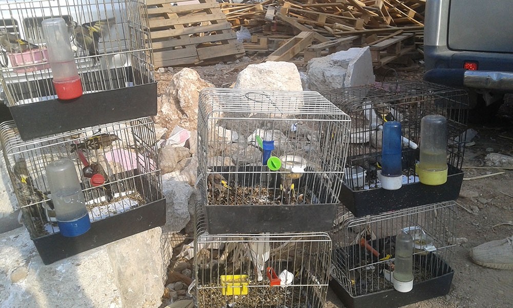 Antalya’da saka kuşu satanlar yakalandı