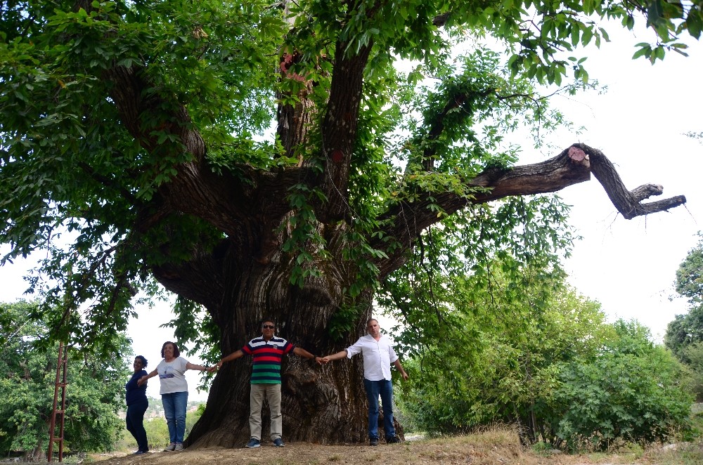 1000 yıllık kestane ağacı turistlerin ilgisini çekiyor