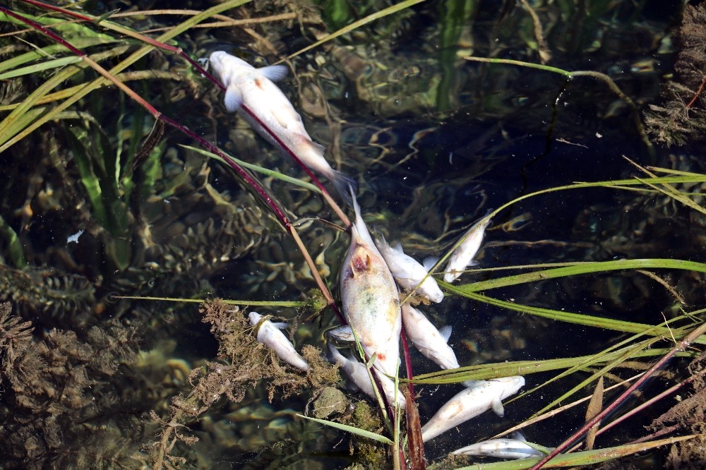 Antalya’da balık ölümleri