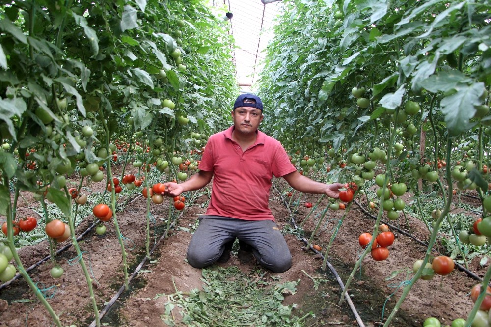 Türkiye’nin domates merkezinden tüketiciye müjdeli haber