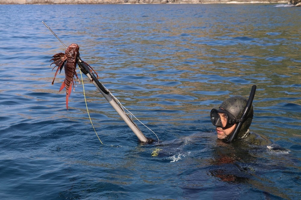 Antalya’da zıpkıncılar, işgalci ve zehirli ’Aslan Balığı’ için daldı