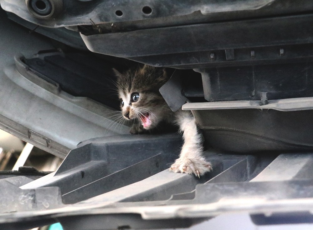 Otomobilden gelen kedi sesini duyunca soluğu sanayide aldı