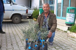 Büyükşehir’den Serik’e zeytin fidesi desteği