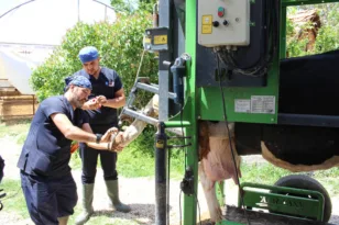 Büyükşehir’den çobanlara destek