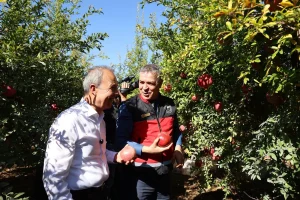 Döşemealtı’nda Nar Hasadı Başladı: Protokol Üreticilerle Buluştu